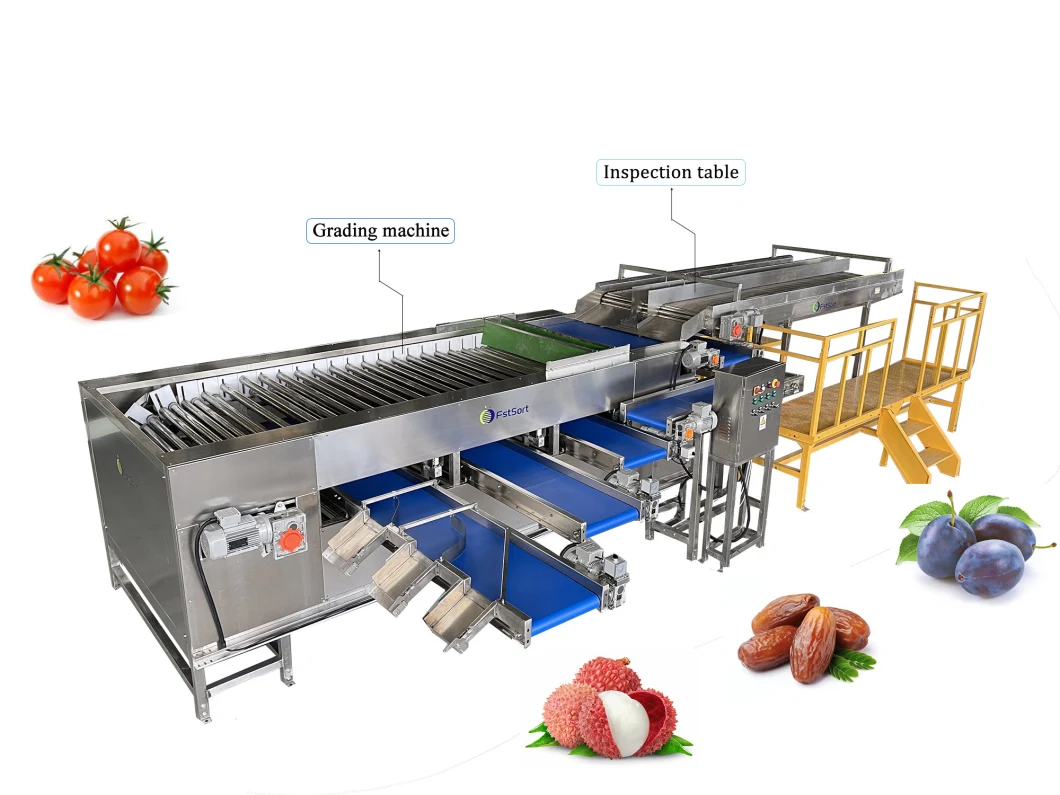 Fstsort Longan Fruit Sorter Grader/ Lychee Grading Classifying Machine/ Olive Sorting Grading Machine Longan Sorting Machine